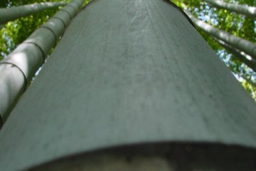 You are so close to these magnificent trees that you can actually reach out and touch them