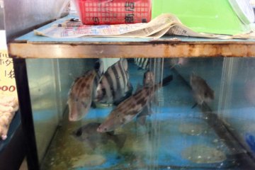 live fish at the fish markets