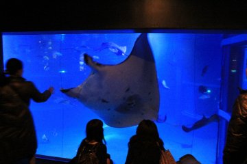 Manta Ray gets up close and personal.
