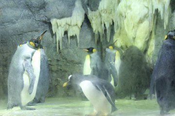 King Penguins