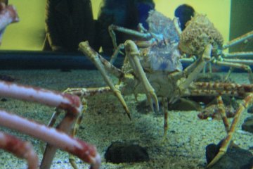 Giant Spider Crabs