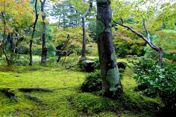 <p>Moss-coated area</p>