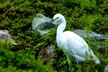 <p>An egret enjoying&nbsp;the garden</p>