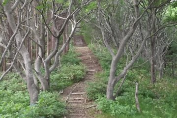 <p>One of the trails</p>