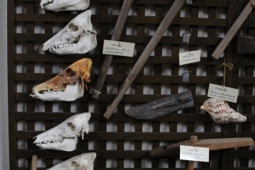 <p>Wild pig skulls and jawbones seem to be a beloved part of the displays</p>