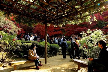 <p>Teralis Wisteria dengan tempat duduk yang nyaman</p>