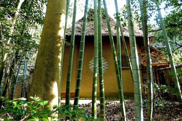 <p>Pohon bambu sepanjang jalan</p>
