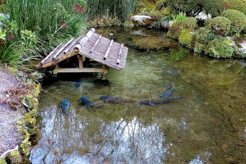 <p>Ikan emas dalam kolam</p>