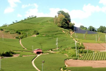Wazuka's tea fields is just a day trip from Kyoto