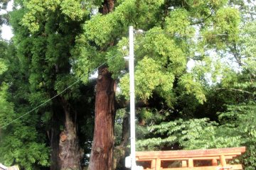 1500-year old cedar tree in Wazuka&nbsp;which is just a day trip from Kyoto