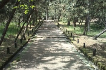 Pinewoods to 'Ataka-no-Seki'. The pathway is well maintained