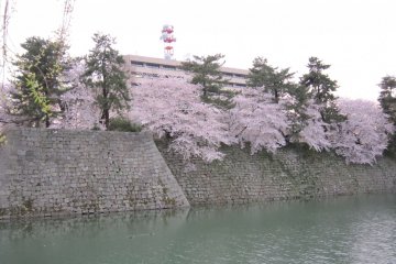 Sakura di Kastil Fukui saat siang hari. Bangunan modern, yaitu gedung pemerintahan prefektur telah dibangun di dalam reruntuhan ini.