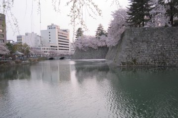 Sakura di Kastil Fukui, terlihat dari kejauhan