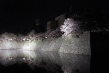 Bunga sakura yang menyala di reruntuhan Kastul Fukui saat malam. Air di kolam ini memantulkan pohon sakura.