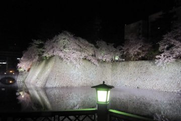 Lampu hijau dari lampion menambahkan warna pada pemandangan sakura ini.