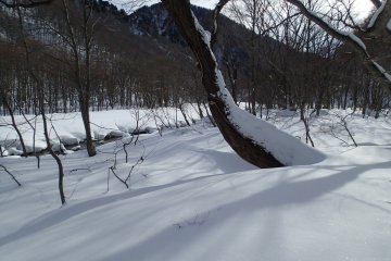 <p>With small to mid-sized plants buried under a meter of snow, only the bigger trees stand watch over the forest</p>