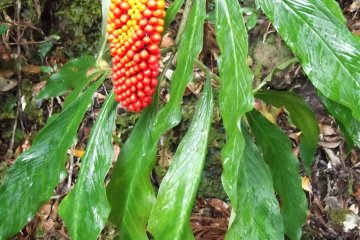 <p>There are occasional flashes of colour</p>