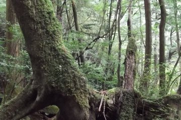 <p>Many of the trees are overgrown with moss and ferns</p>