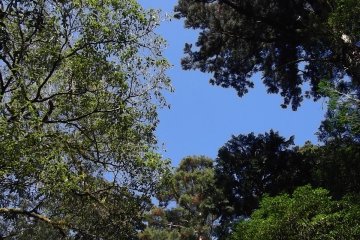 <p>Sometimes you can see the sky through a gap in the trees</p>