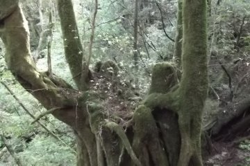 <p>Where there are stumps, new trees will grow on them, sometimes more than one</p>