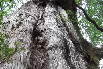 <p>The Kigensugi, a whopping 3000 years old</p>