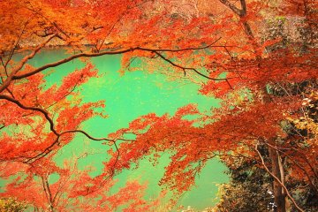 The emerald color of Hozugawa river and warm welcome of Arashiyama's autumn foliage