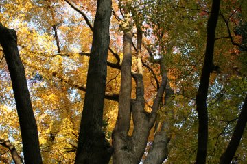 <p>The light shines through the golden leaves</p>