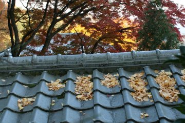 <p>Yellow ginkgo leaves accumulate on the rooftop</p>