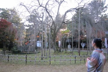 370-year-old weeping cherry, beautiful even in autumn without cherry blossoms