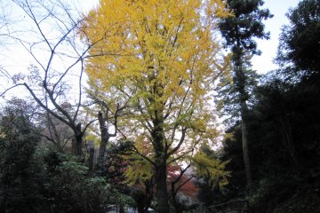 Yellow gingko tree halfway up Mt. Asuwa