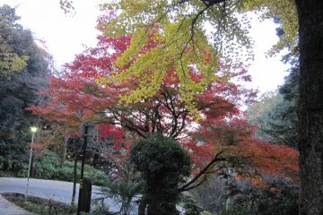 Mt. Asuwa in November; the foliage is beautiful