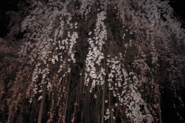 370-year-old weeping cherry