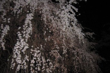 370-year-old weeping cherry