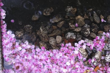 <p>The serene and quiet&nbsp;surrounding of Nofukuji Temple does not have&nbsp;many&nbsp;sakura trees; however, the view is really beautiful when the flower petals whither and settle in the nearby small canals which pass on&nbsp;either side of the Buddha statue.</p>