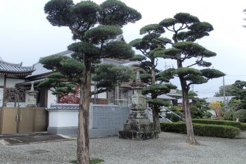 <p>Beautifully manicured trees</p>