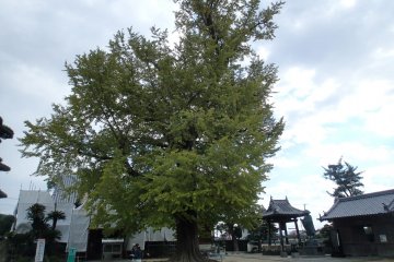<p>This tree is said to be almost 300 years old</p>