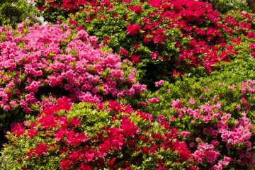 <p>Azalea bushes in full bloom;&nbsp;you've got quite a variety of different colors here.</p>