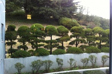 Manicured bonsai like trees