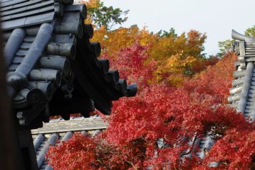 <p>In autumn, the colors are beautiful</p>