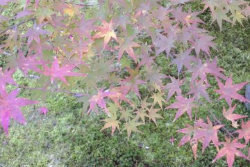 <p>Japanese Maple (Momiji) and moss</p>
