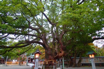 <p>Huge 400 year old tree dominates the main courtyard</p>
