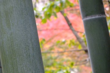 <p>From the bamboo grove at the top of the hill</p>