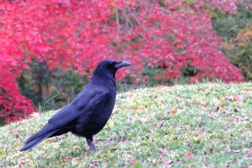 <p>This crow acted as though he was Lord of the Garden</p>