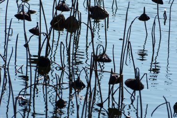 <p>Withered stalks of lotus</p>