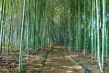 <p>Seems like to the entrance to a&nbsp;mysterious world</p>