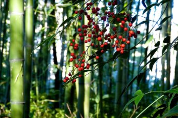 <p>Red seeds spotlighted in a bamboo grove</p>