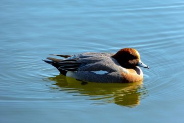 <p>Wild duck enjoying the sunshine</p>