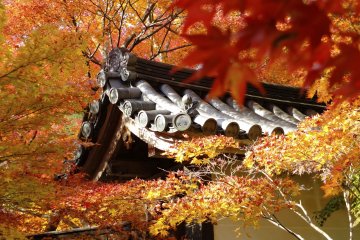 <p>Morning light on temple roof</p>