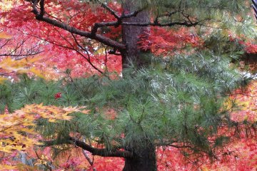 <p>Pine on maple</p>