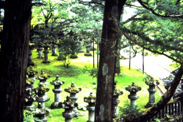 <p>A large &lsquo;Suki&rsquo; tree (Japanese pine tree) and some stone lanterns</p>